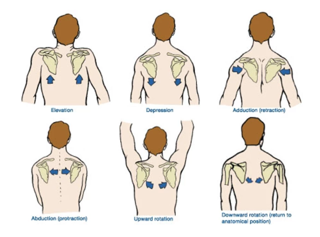 different positions of the shoulder blades