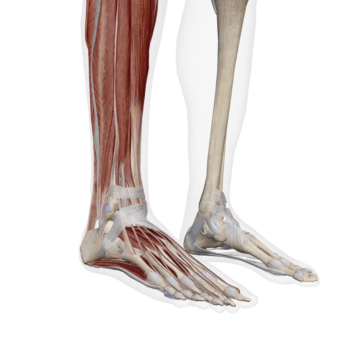 ankle sprain anatomy